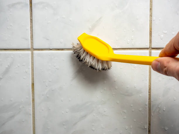 Best Same-Day Mold Removal  in Kirkwood, MO