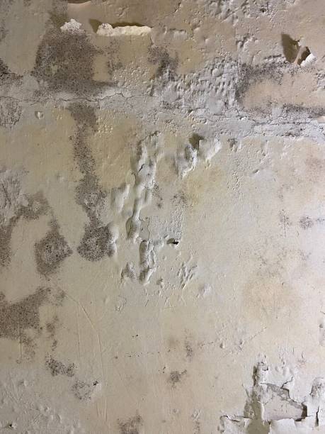 Best Mold Damage Repair  in Kirkwood, MO