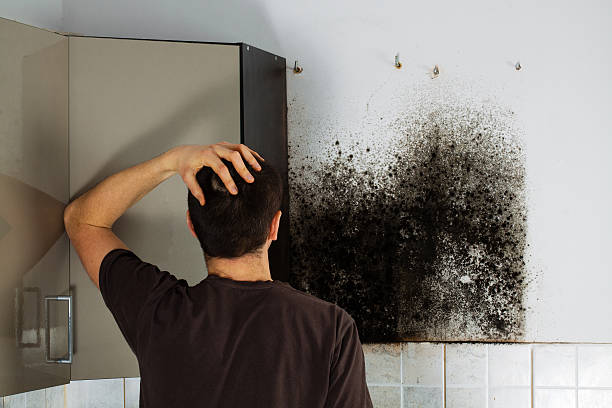 Best Commercial Mold Removal  in Kirkwood, MO