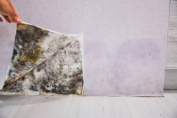 Best Local Mold Removal Service  in Kirkwood, MO